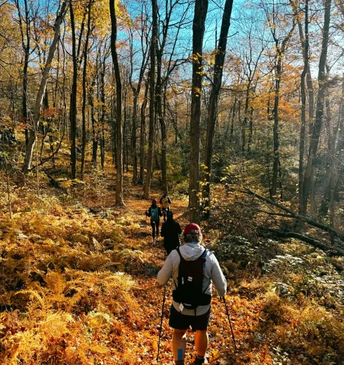 Hikers walking single-file through a sunlit autumn forest with orange ferns and tall leafless trees under a bright blue sky.