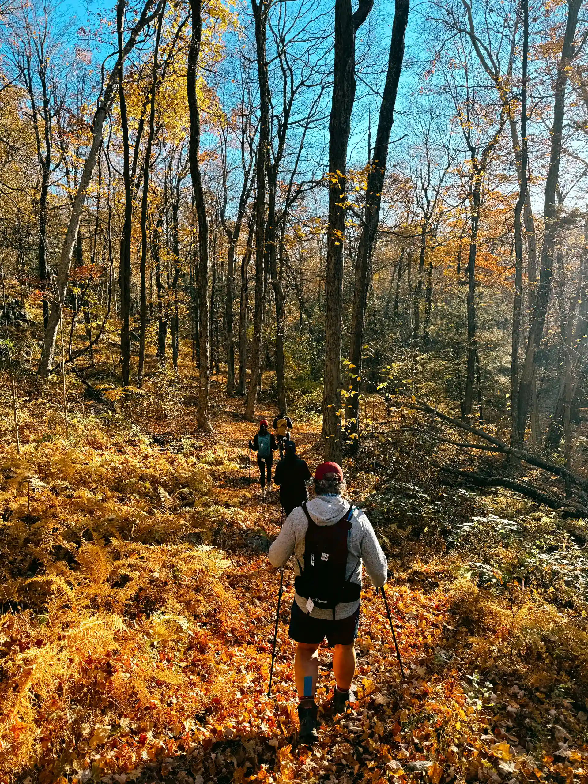 Hikers walking single-file through a sunlit autumn forest with orange ferns and tall leafless trees under a bright blue sky.