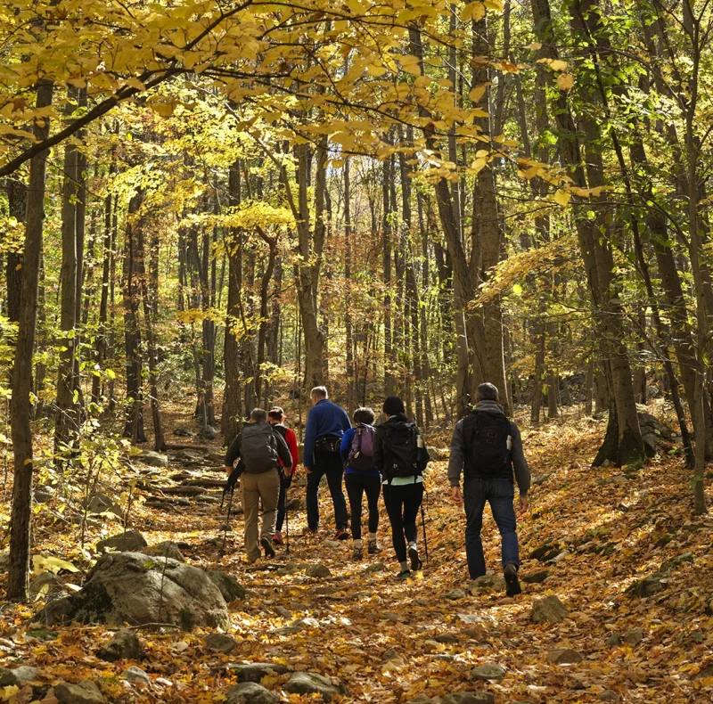 Group of hikers with backpacks walking along a rocky autumn trail through a sunlit forest.