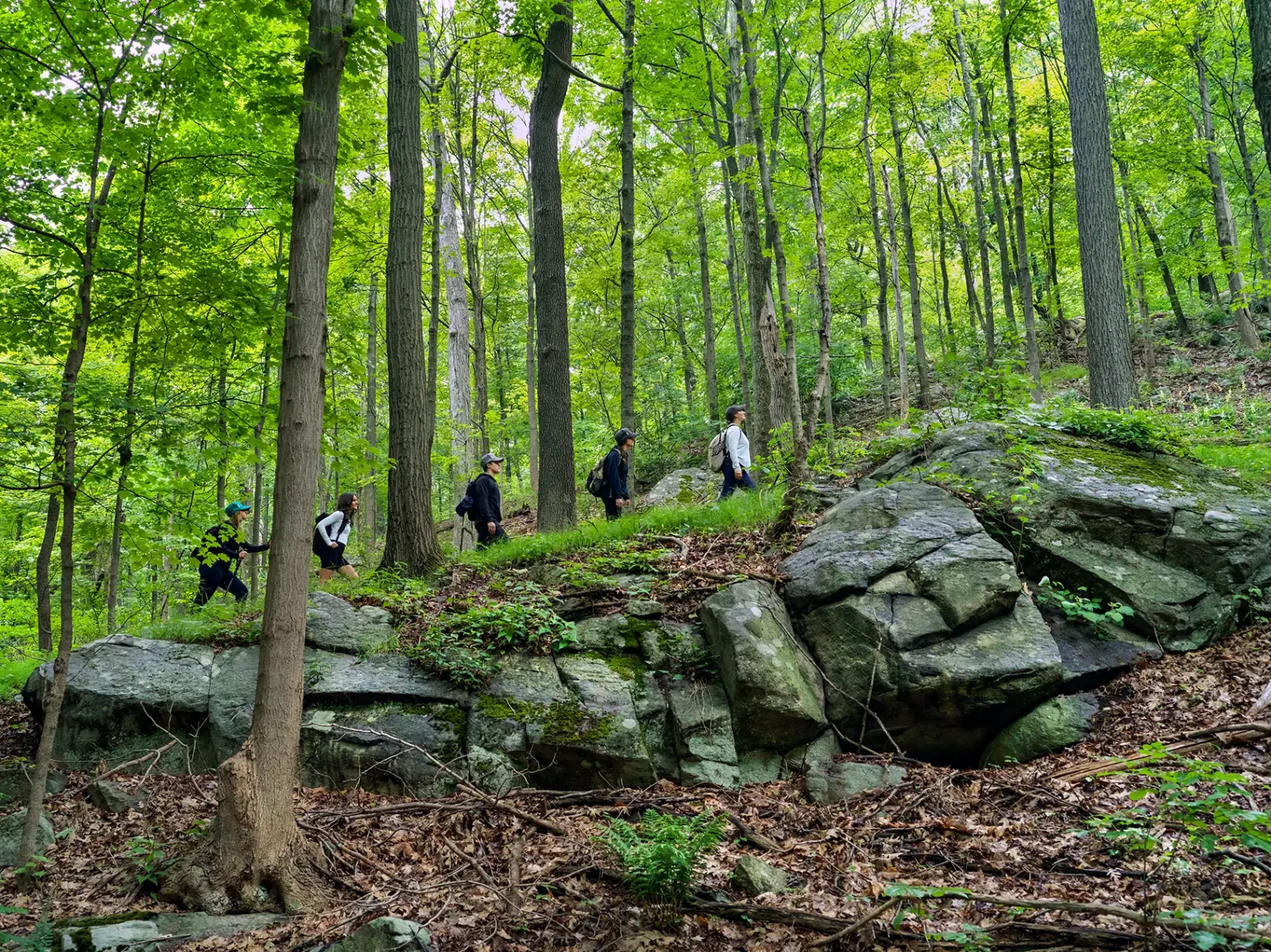 Group of hikers walking along a rocky forest trail among tall green trees with dense foliage.