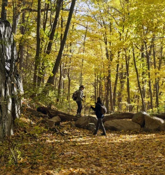 Two hikers with backpacks cross a fallen log in a sunlit autumn forest, leaves covering the ground.