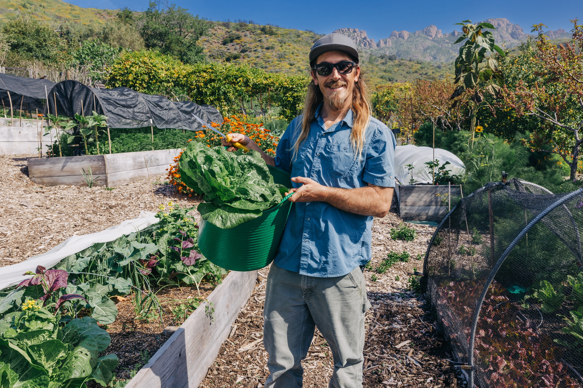 Man wearing sunglasses and a cap holds a green bucket filled with leafy greens in a sunny garden with raised beds and mountains in the background.