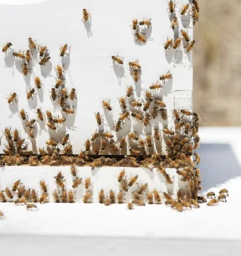 Bees swarm and cling to a white beehive mounted outdoors on a sunny day.