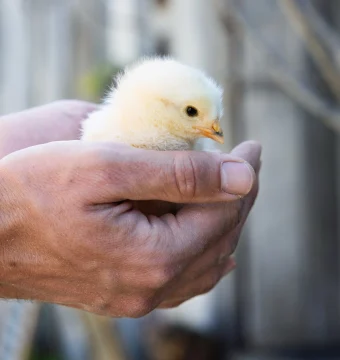 Fluffy yellow baby chick held gently in cupped hands, close-up.