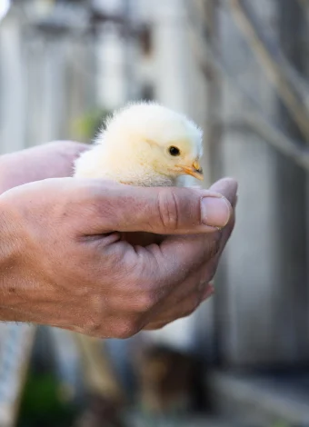 Fluffy yellow baby chick held gently in cupped hands, close-up.