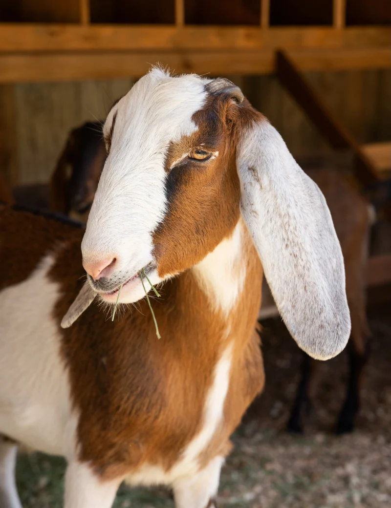 Goat with brown and white fur in a barn, long ears, chewing grass-facing the camera.