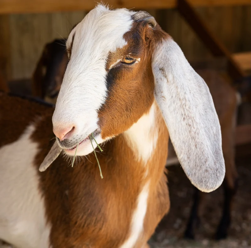 Goat with brown and white fur in a barn, long ears, chewing grass-facing the camera.