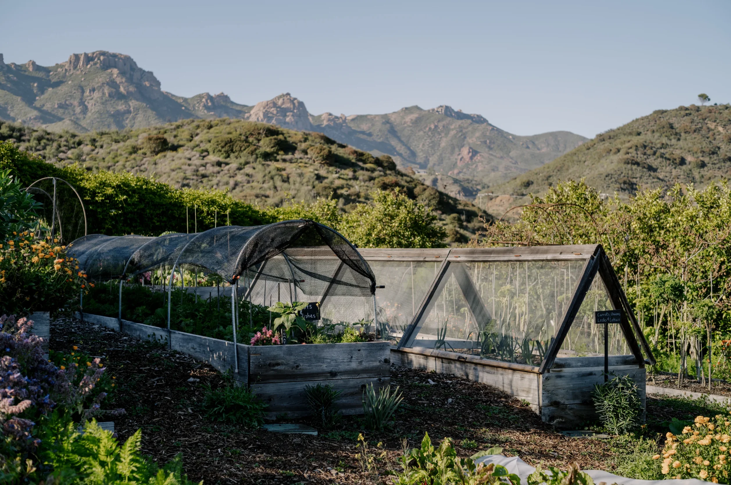 Gardening beds and hoop houses in a valley with rocky hills and mountains in the distance under a clear blue sky.