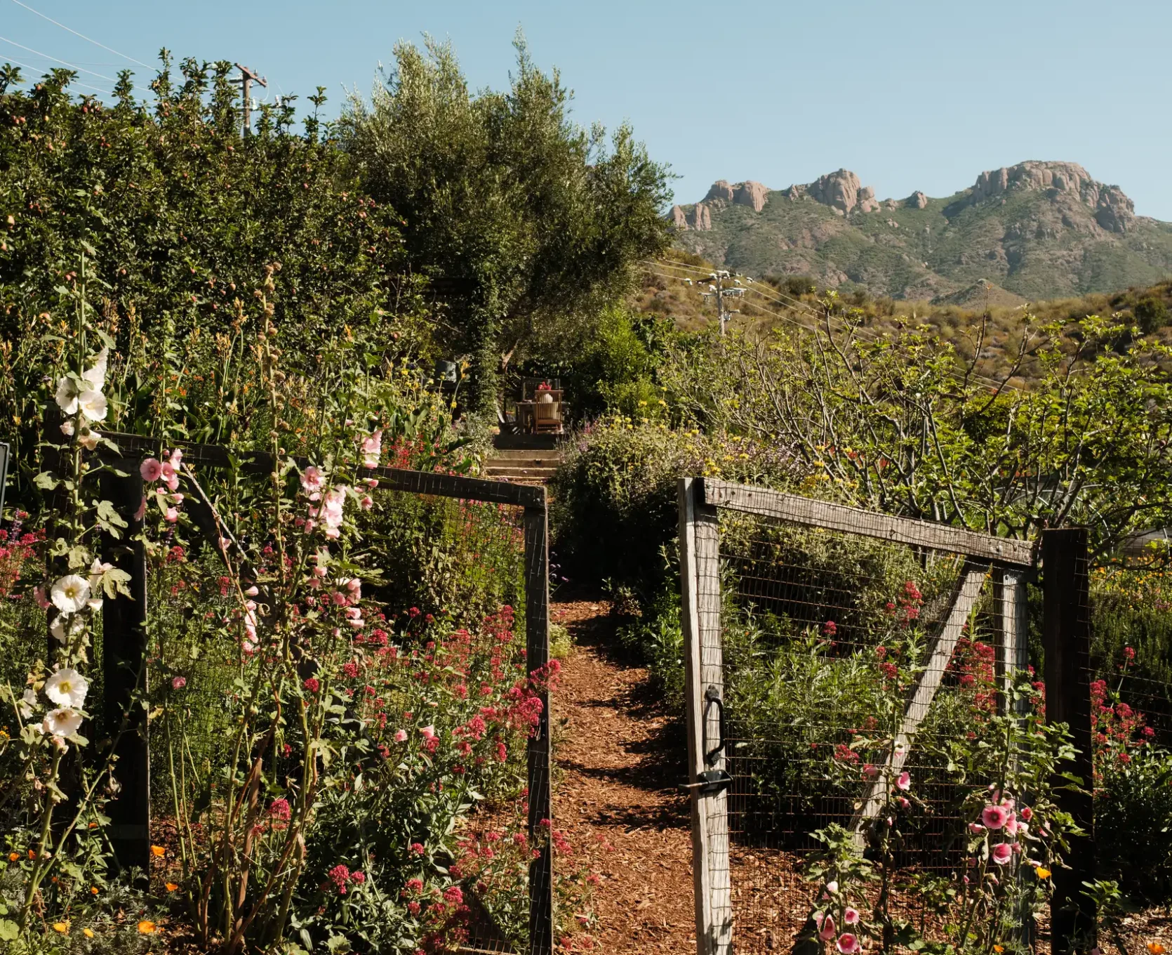 Wide shot of a sunlit flower garden with a dirt path between wooden fences, leading toward hills and rocky mountains under a clear blue sky.