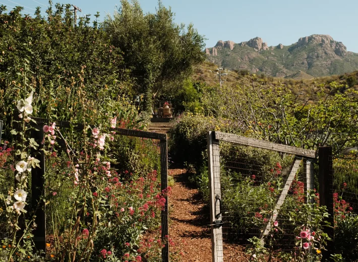 Wide shot of a sunlit flower garden with a dirt path between wooden fences, leading toward hills and rocky mountains under a clear blue sky.