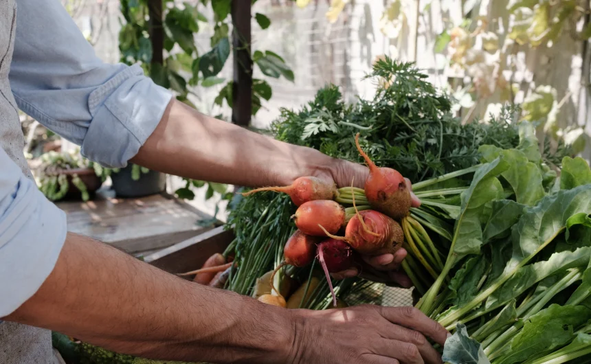 Person in a light blue shirt holds a pile of harvested carrots with leafy greens in a sunny garden.