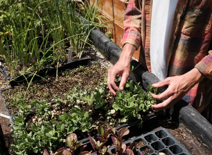 Gardener in a plaid shirt plants herbs in seedling trays on a raised bed outdoors.