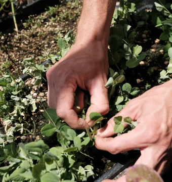 Close-up of hands weeding or planting small green seedlings in a garden bed in a planter box.