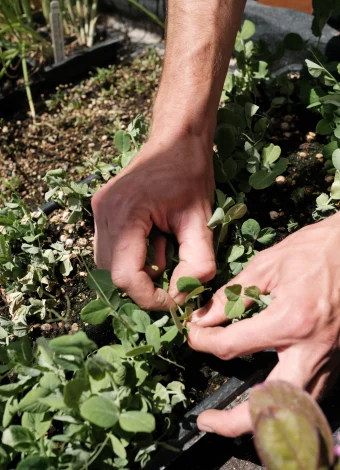 Close-up of hands weeding or planting small green seedlings in a garden bed in a planter box.