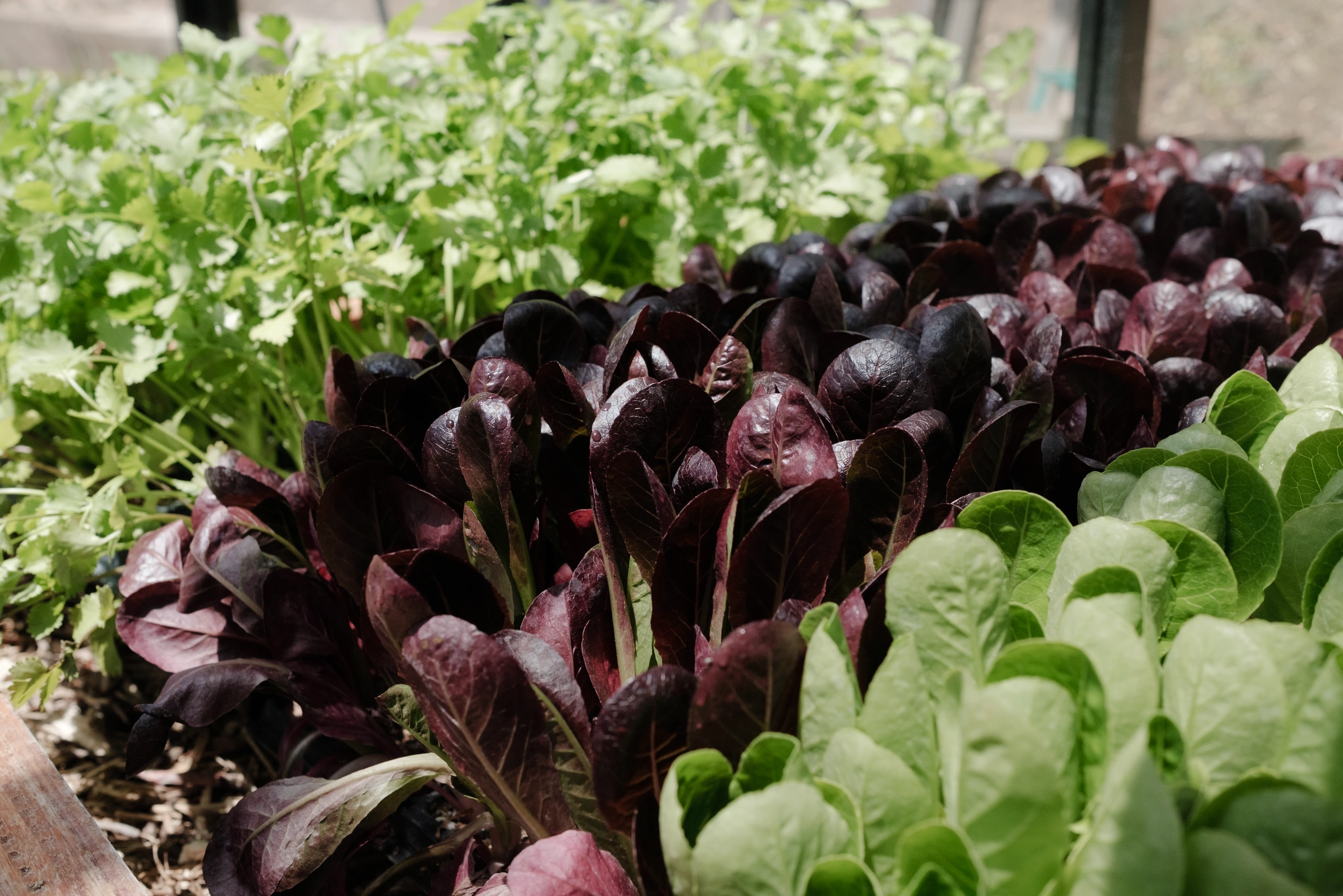 Rows of purple-red lettuce in the foreground with bright green herbs behind them in a garden bed