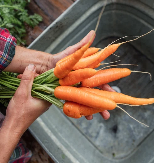 Person’s hands cradle freshly harvested orange carrots with green tops, against a metal tub and a plaid shirt sleeve in a garden setting.