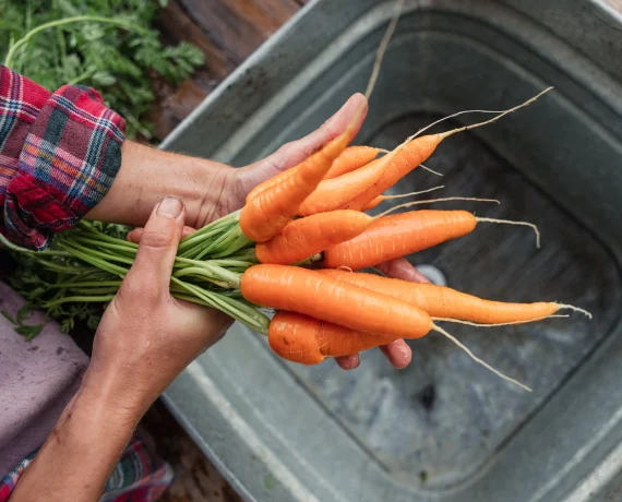 Person’s hands cradle freshly harvested orange carrots with green tops, against a metal tub and a plaid shirt sleeve in a garden setting.