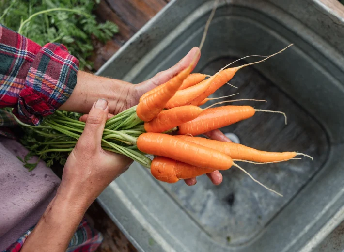 Person’s hands cradle freshly harvested orange carrots with green tops, against a metal tub and a plaid shirt sleeve in a garden setting.