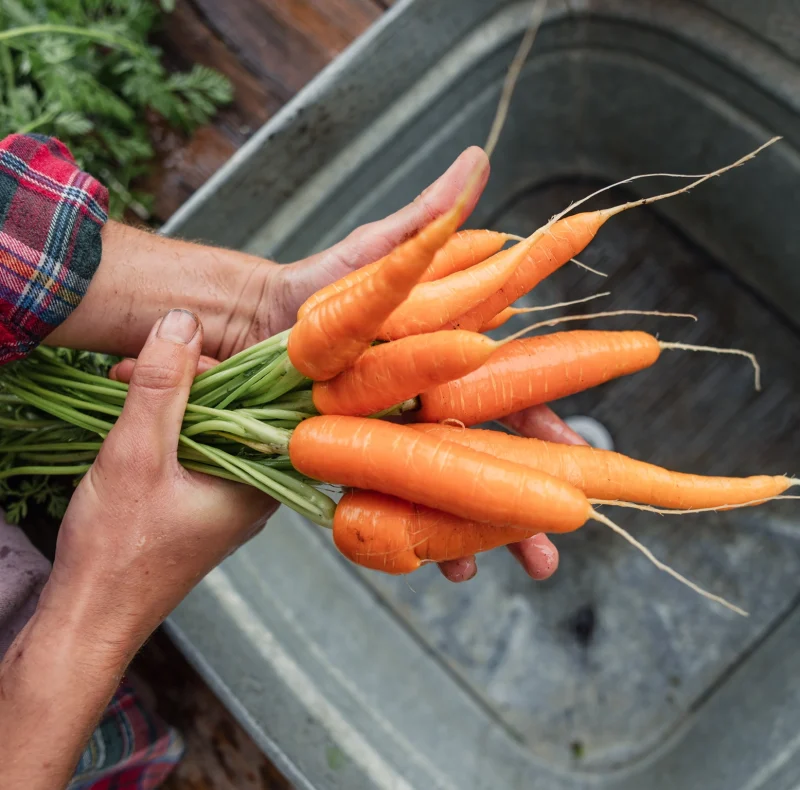 Person’s hands cradle freshly harvested orange carrots with green tops, against a metal tub and a plaid shirt sleeve in a garden setting.