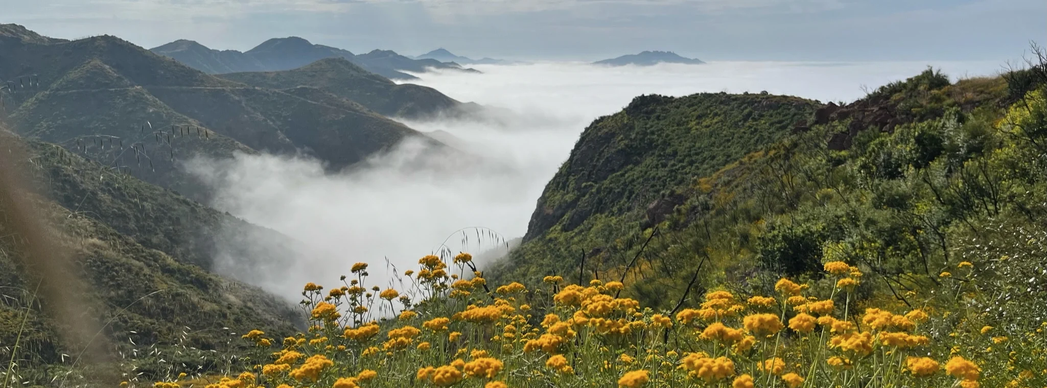 Vast mountain valley with morning light, fog in the valleys, and a foreground field of yellow wildflowers.