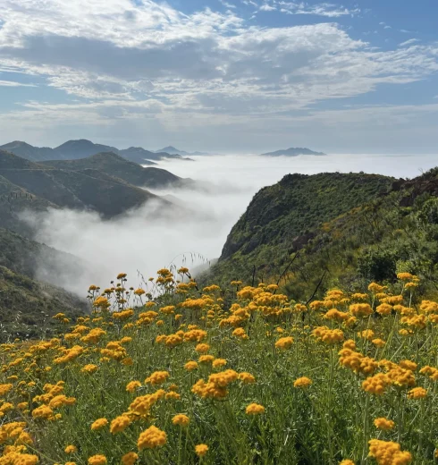 Vast mountain valley with morning light, fog in the valleys, and a foreground field of yellow wildflowers.