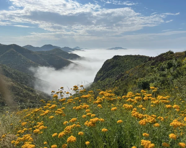 Vast mountain valley with morning light, fog in the valleys, and a foreground field of yellow wildflowers.