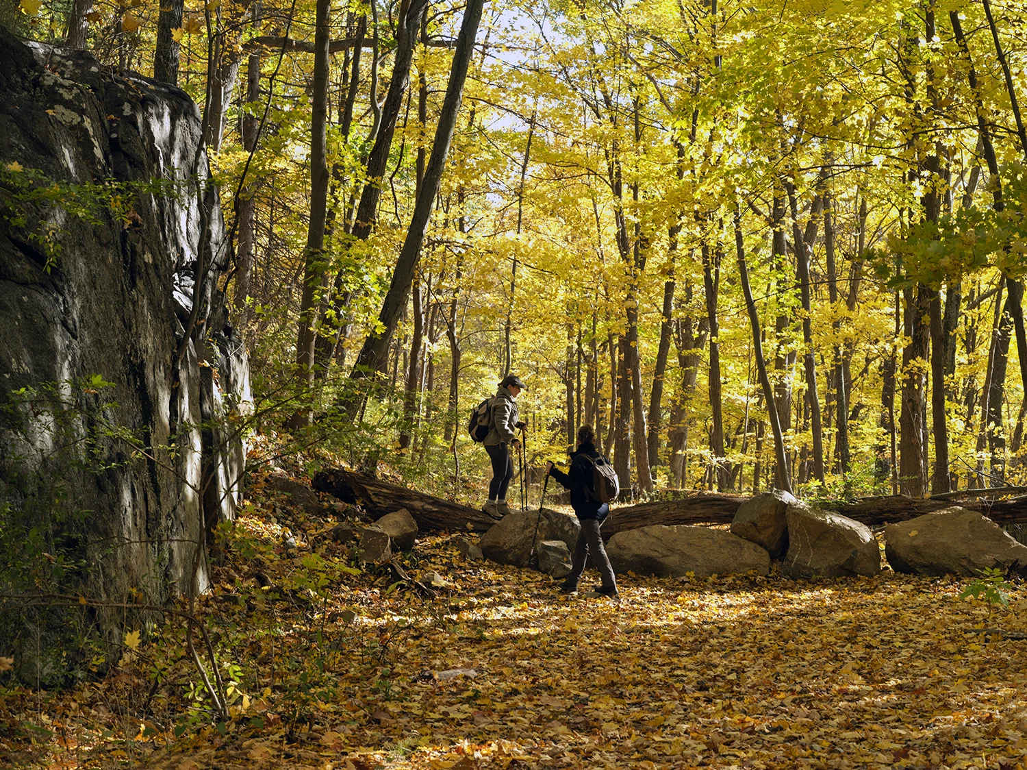 Two hikers with backpacks cross a fallen log in a sunlit autumn forest; yellow leaves cover the ground.