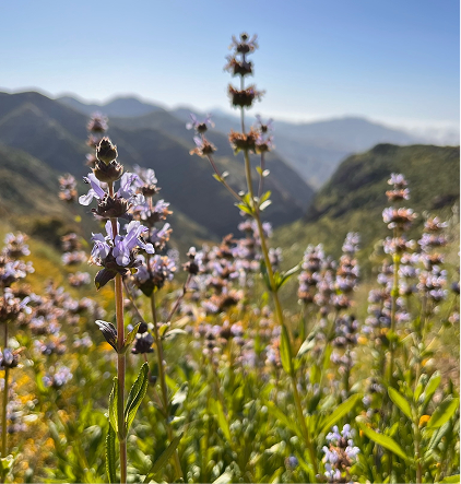 Close-up of purple lavender flowers with a mountain valley in the background under a clear blue sky.