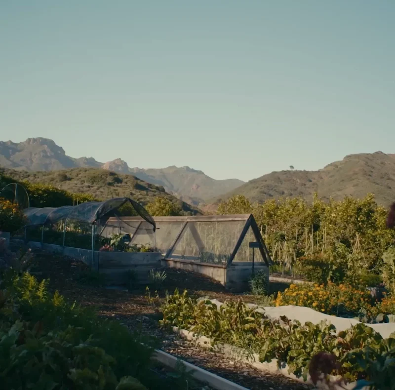 Wide view of a productive garden with greenhouses and rows of plants, mountains in the distance under a clear sky.