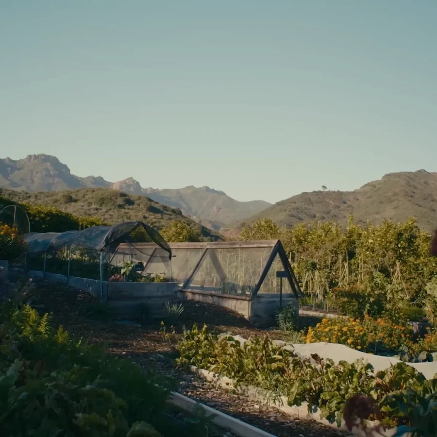 Wide view of a productive garden with greenhouses and rows of plants, mountains in the distance under a clear sky.