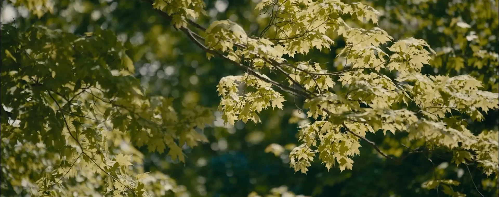 Sunlit maple leaves on slender branches forming a dense green canopy