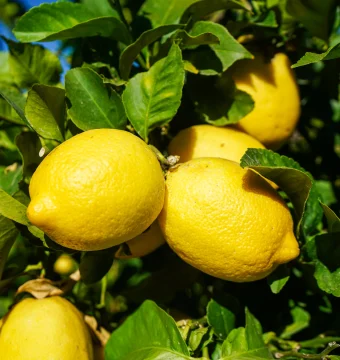 Bright yellow lemons hanging on a lemon tree among green leaves.