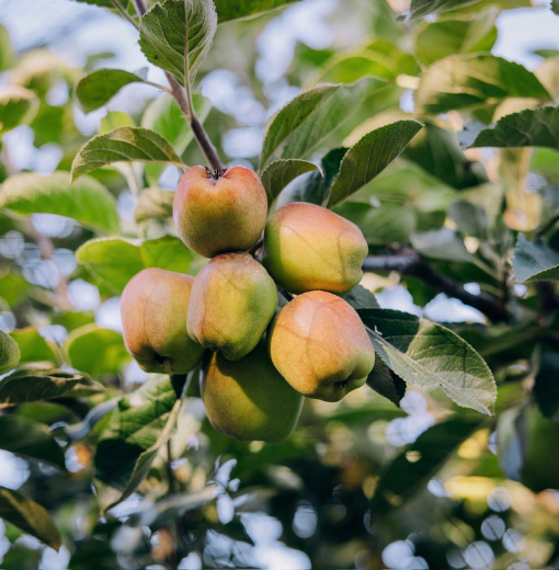 Clusters of ripe apricots on a sunlit branch surrounded by green leaves