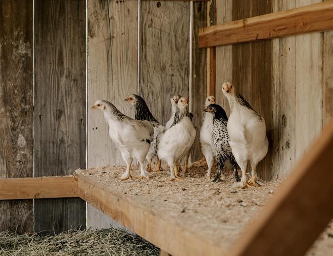 chickens in chicken coup 