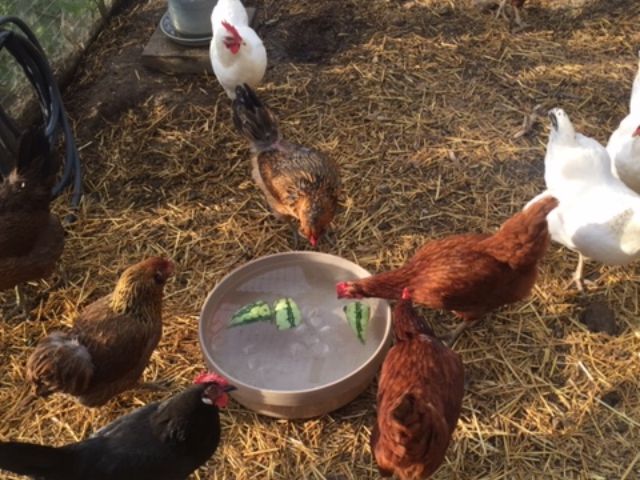 chickens