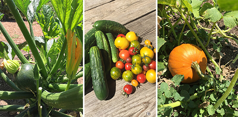 summer vegetables