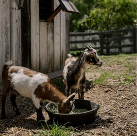 Two goats eating