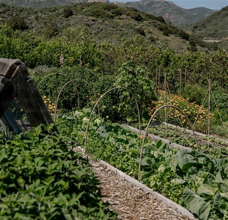 sustainable garden 