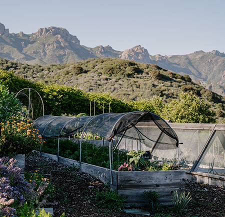 Raised garden bed with mesh covering with a view of the rocky terrain in the background