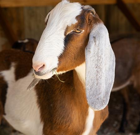 Goat