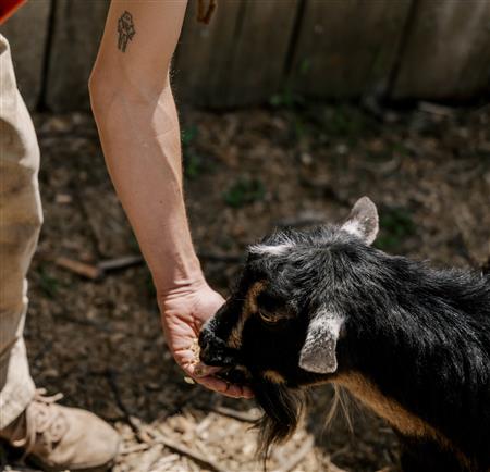 goat being fed 
