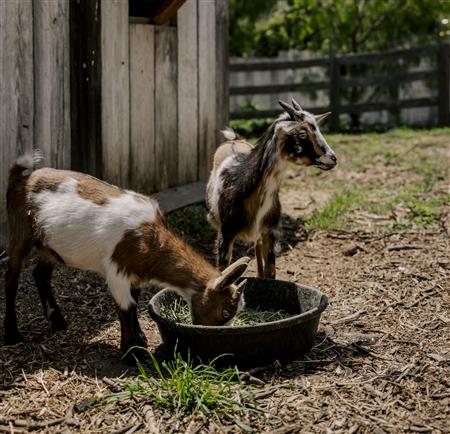 Goats