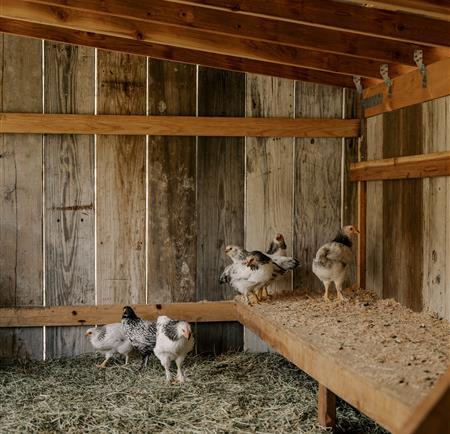 chickens