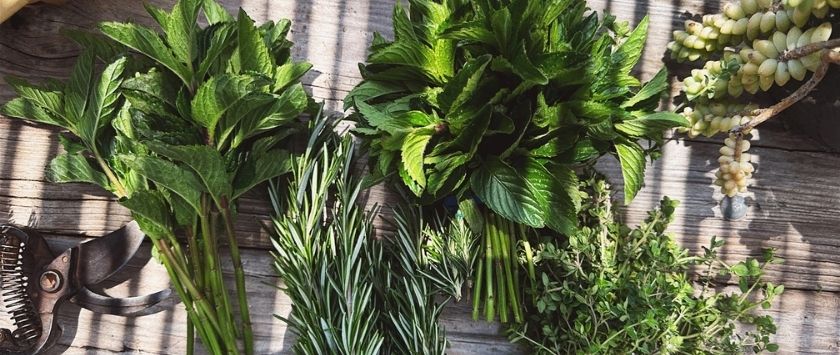 Nature as Medicine: The Garden’s Greatest Remedies