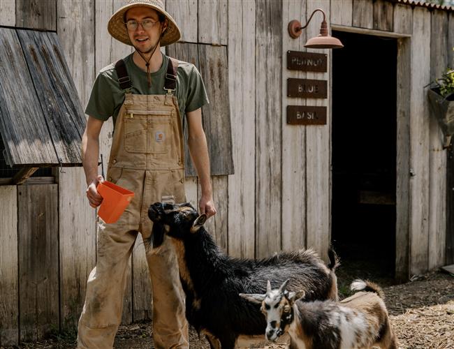 a man feeding goats